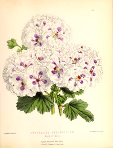 1880 No 101 May Plate 404