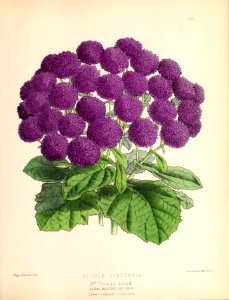 1880 No 101 May Plate 402