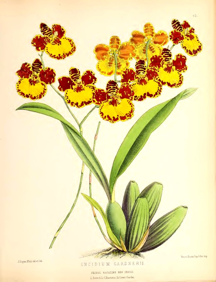 1880 No 101 May Plate 401