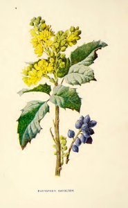 02 Evergreen Barberry