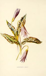 04 Dog's Tooth Violet. Free illustration for personal and commercial use.