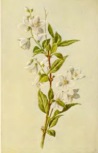 06 Graceful Deutzia