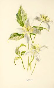 07 Mountain Clematis