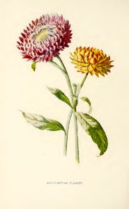 09 Everlasting Flower