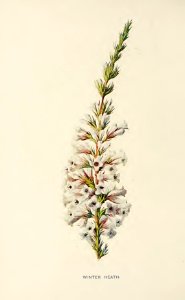 12 Winter Heath
