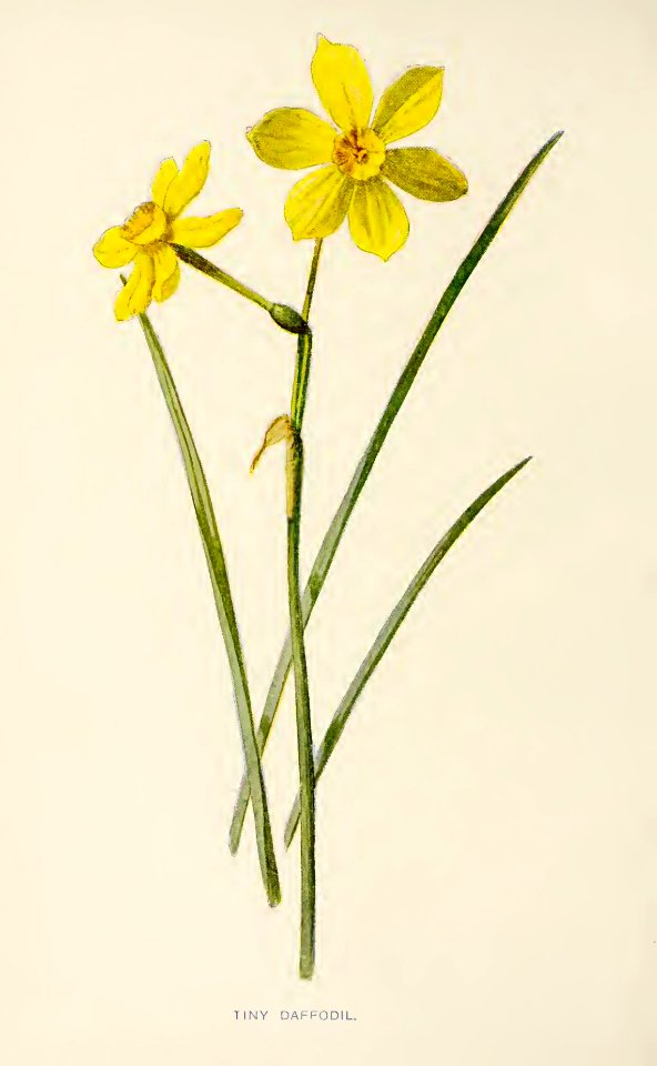 11 Rush Daffodil