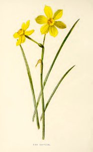 11 Rush Daffodil. Free illustration for personal and commercial use.