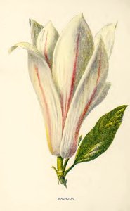 13 Magnolia