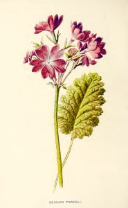 14 Siebold's Primrose