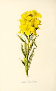 15 Alpine Wallflower