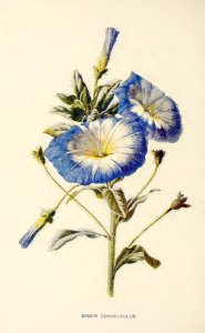 17 Minor Convolvulus