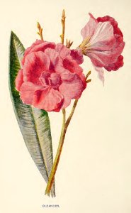 18 Oleander. Free illustration for personal and commercial use.