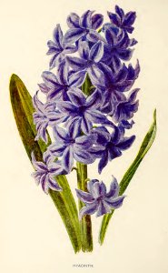 20 Hyacinth. Free illustration for personal and commercial use.