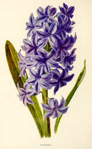20 Hyacinth