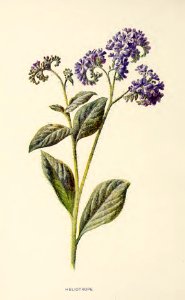 21 Heliotrope