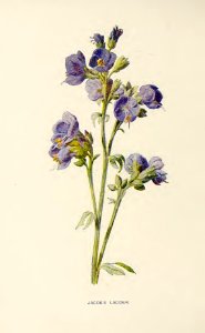 23 Jacob's Ladder