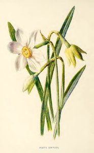 24 The Poet's Daffodil