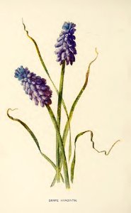 26 Grape Hyacinth
