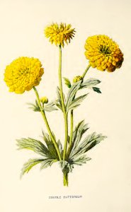27 Double Buttercup