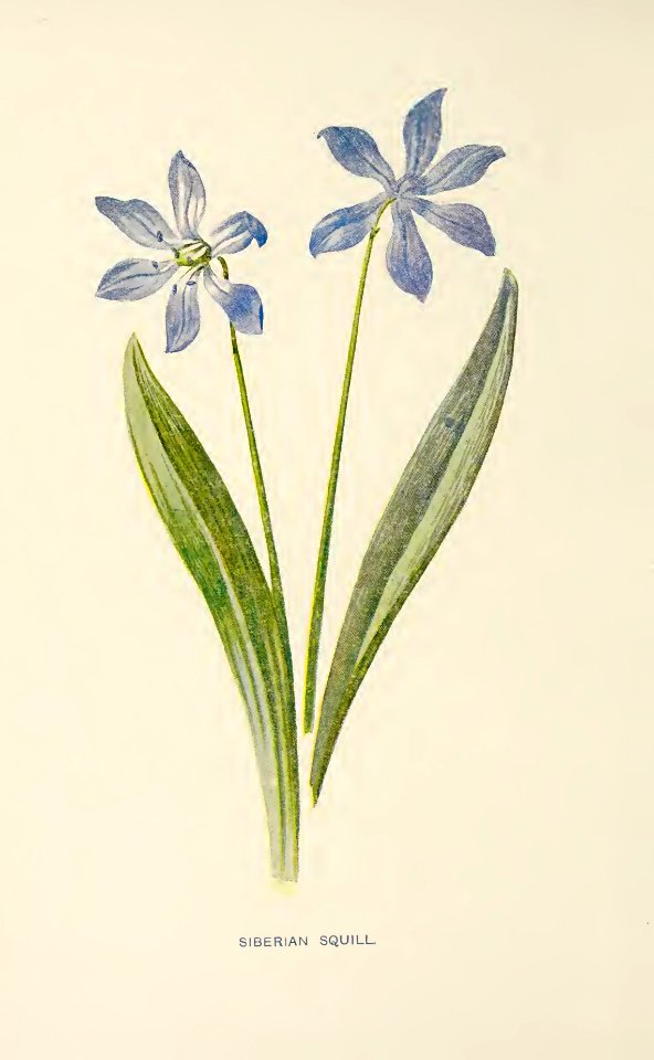 29 Siberian Squill