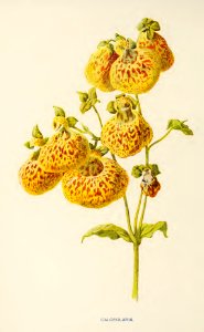 31 Calceolaria. Free illustration for personal and commercial use.