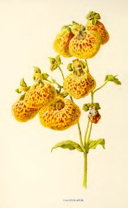 31 Calceolaria