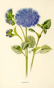 32 Ageratum