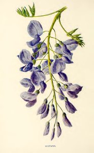 33 Wisteria. Free illustration for personal and commercial use.