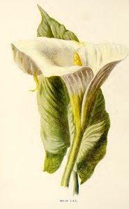 34 Arum Lily