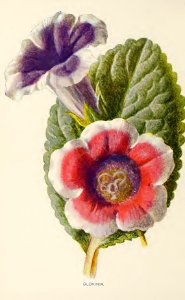 36 Gloxinia. Free illustration for personal and commercial use.