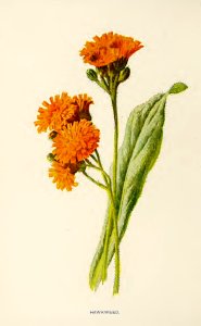 38 Hawkweed. Free illustration for personal and commercial use.