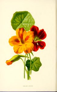 02 Nasturtium. Free illustration for personal and commercial use.