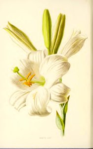03 White Lily