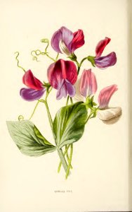 07 Sweet Pea