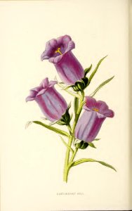 09 Canterbury Bells