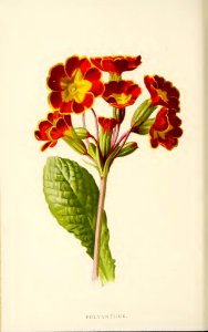 08 Polyanthus. Free illustration for personal and commercial use.