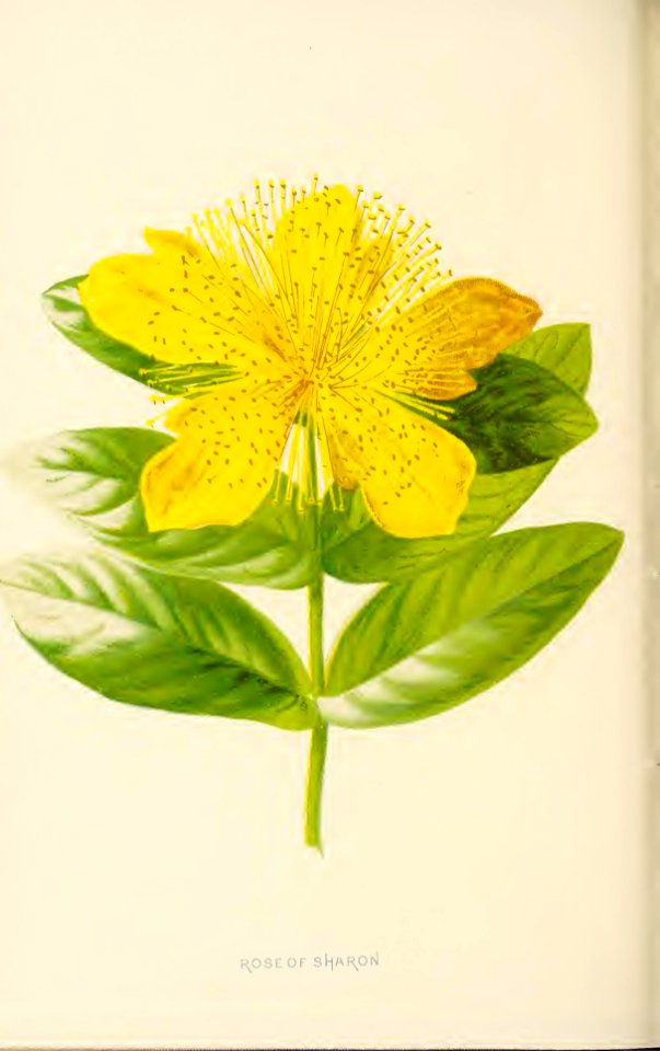 15 Rose of Sharon