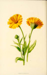 17 Calendula. Free illustration for personal and commercial use.