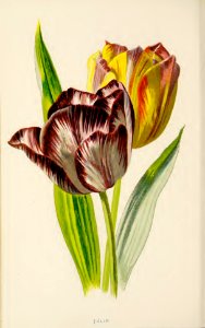 21 Tulip. Free illustration for personal and commercial use.