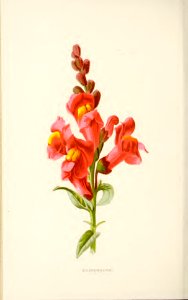 24 Snapdragon. Free illustration for personal and commercial use.