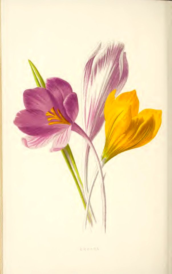 26 Crocus