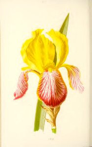 25 Iris