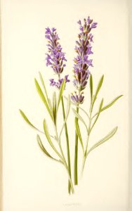 28 Lavender. Free illustration for personal and commercial use.