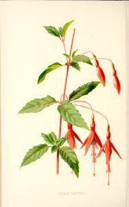 34 Single Fuchsia