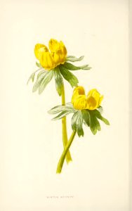 39 Winter Aconite