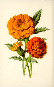 41 Marigold