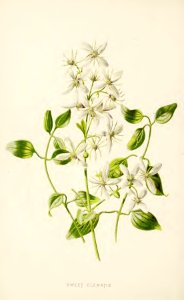 03 Sweet Clematis