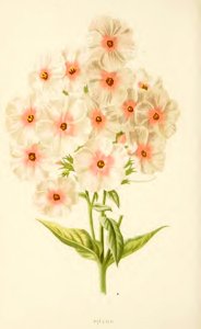 06 Phlox