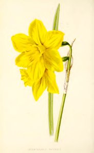 07 The Incomparable Daffodil. Free illustration for personal and commercial use.