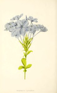 09 Plumbago Capensis